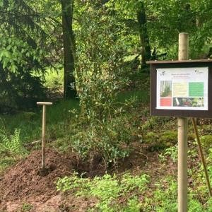 Baum_des_Jahres_2021