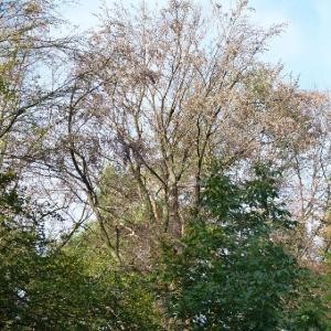 Dürre Altholzbuchen