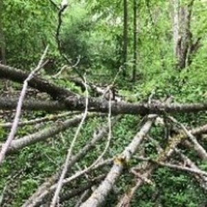 Kaeppliswiesen_Anfang