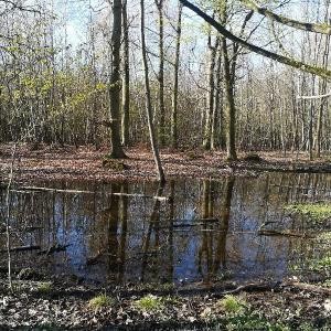 temporare_Wasserflaeche_Wald