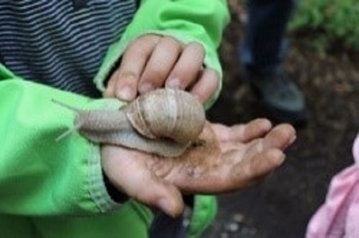 Schnecke